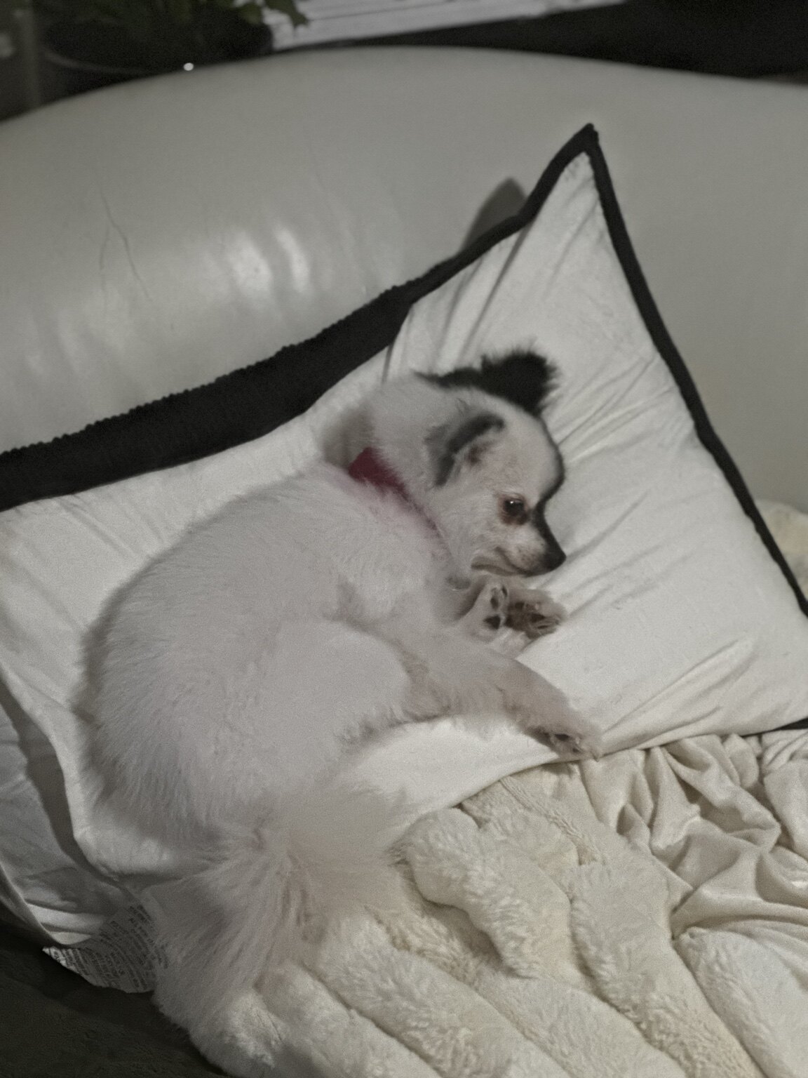 Pinky, a white Pomeranian with a black facial patch, relaxing on a pillow