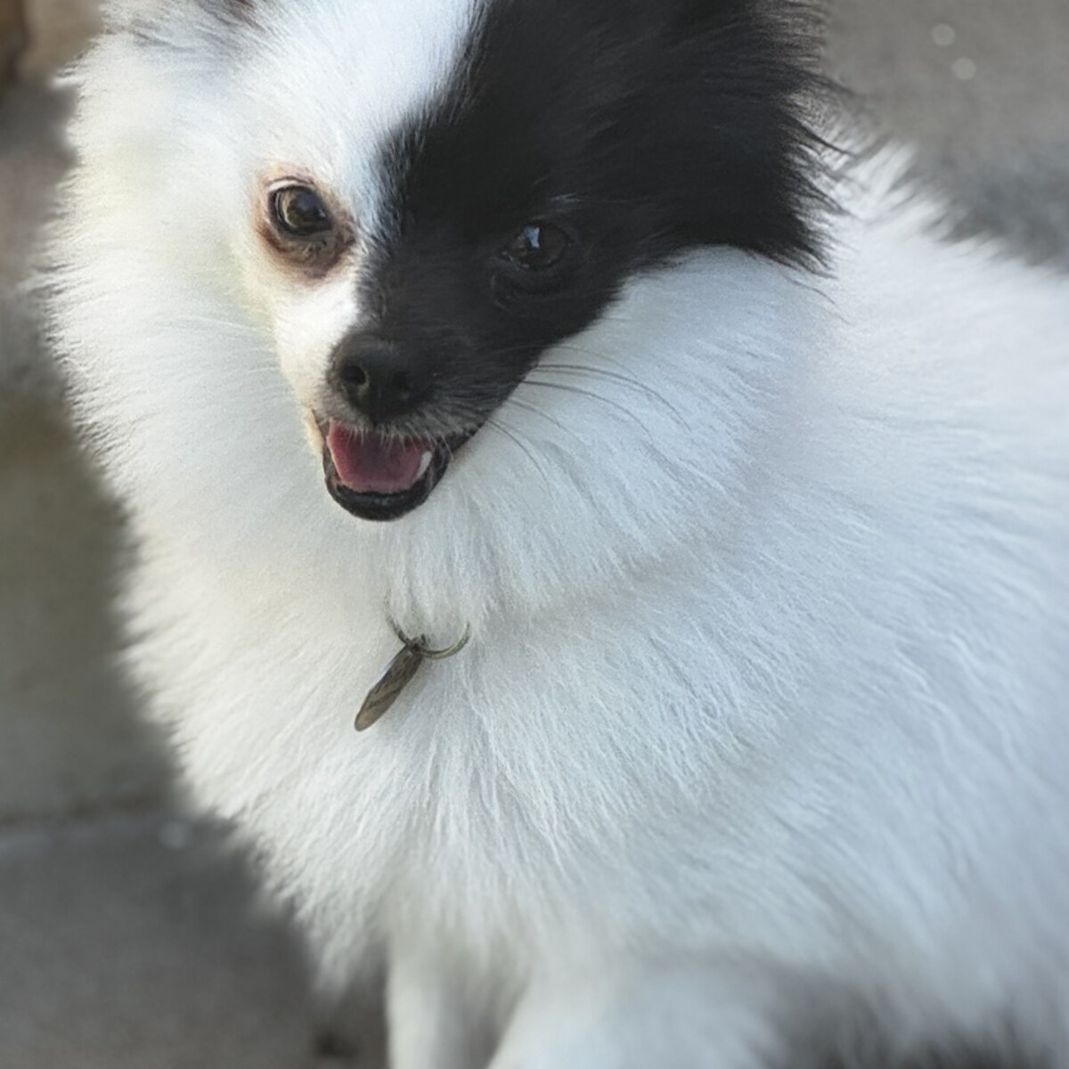 Pinky, a white Pomeranian with a black patch on the right side of her face